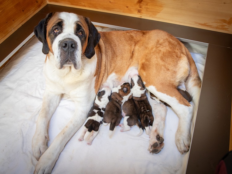 Martigny : naissance de 16 chiots Saint-Bernard